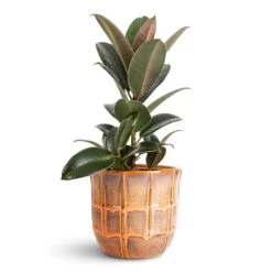 Noemi Plant Pot - Copper Coral -Hortology Plants Shop Ficus elastica Melany 14x45cm Noemi Pot Copper Coral 20x17cm