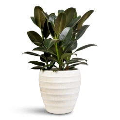 Beatrice Plant Pot - White 9 Beatrice Plant Pot - White -Hortology Plants Shop Ficus elastica Melany 19x55cm Beatrice pot White 24x24cm 1
