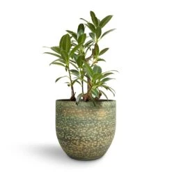 Rinca Plant Pot - Shiny Green 39 Rinca Plant Pot - Shiny Green -Hortology Plants Shop Ficus elastica Melany Petite Rubber Plant 24x75cm Rinca Plant Pot Shiny Green 29x26cm c02db6b0 10f2 4485 b14e 594fa0d1467f