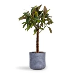 Ficus Elastica Melany - Rubber Plant - Stemmed -Hortology Plants Shop Ficus elastica Melany Rubber Plant Multi Stem 21x80cm Angle Cylinder Plant Pot Grey 24x24cm bfc0b8e5 d034 4a69 a3b2 8bafed5f02f4