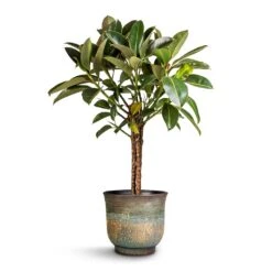 Ficus Elastica Melany - Rubber Plant - Stemmed