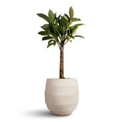 Ficus Elastica Melany - Rubber Plant - Stemmed -Hortology Plants Shop Ficus elastica Melany Rubber Plant Multi Stem 21x90cm Bordo Balloon Planter Sand 30x30cm