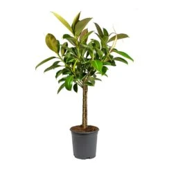 Ficus Elastica Melany - Rubber Plant - Stemmed -Hortology Plants Shop Ficus elastica Melany Rubber Plant Multi Stem