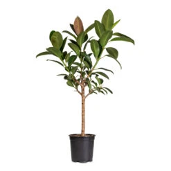 Ficus Elastica Melany - Rubber Plant - Stemmed -Hortology Plants Shop Ficus elastica Melany Straight Stem 21x90cm