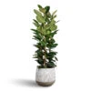 Ficus Elastica Robusta - Rubber Plant 2 Ficus Elastica Robusta - Rubber Plant -Hortology Plants Shop Ficus elastica Robusta Rubber Plant 35x160cm Pax Ridged Plant Pot White Stripe 55x49cm