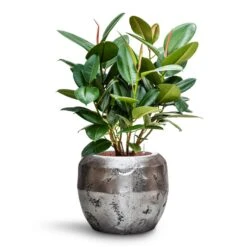 Ficus Elastica Robusta - Rubber Plant - HydroCare 31 Ficus Elastica Robusta - Rubber Plant - HydroCare -Hortology Plants Shop Ficus elastica Robusta Rubber Plant HydroCare Opus Raw Couple Planter Silver