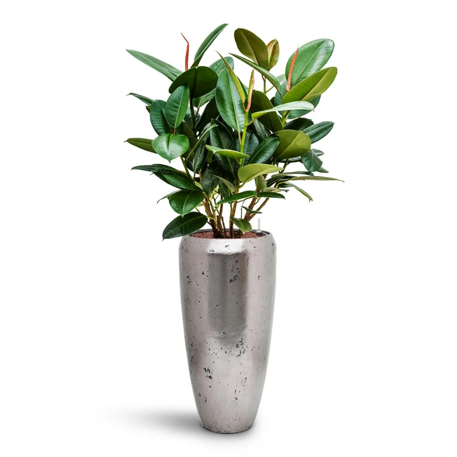 Ficus Elastica Robusta - Rubber Plant - HydroCare 11 Ficus Elastica Robusta - Rubber Plant - HydroCare - Image 9