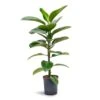 Ficus Elastica Robusta - Rubber Plant - HydroCare 2 Ficus Elastica Robusta - Rubber Plant - HydroCare -Hortology Plants Shop Ficus elastica Robusta Rubber Plant Hydroculture 18 19x100cm 1stem