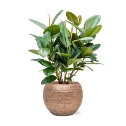 Ficus Elastica Robusta - Rubber Plant - HydroCare 33 Ficus Elastica Robusta - Rubber Plant - HydroCare -Hortology Plants Shop Ficus elastica Robusta Rubber Plant Hydroculture Opus Hammered Globe Planter Gold