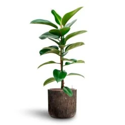 Luxe Lite Waterfall Cylinder Planter - Bronze 35 Luxe Lite Waterfall Cylinder Planter - Bronze -Hortology Plants Shop Ficus elastica Robusta Rubber Plant HydrocultureLuxe Lite Waterfall Cylinder Planter Bronze fb8df9cb 938b 431f 8abf fe5e95bf2edf