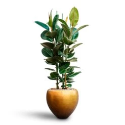 Ficus Elastica Robusta - Rubber Plant - HydroCare 27 Ficus Elastica Robusta - Rubber Plant - HydroCare -Hortology Plants Shop Ficus elastica Robusta Rubber Plant HydrocultureMetallic Couple Plant Pot Matt Honey