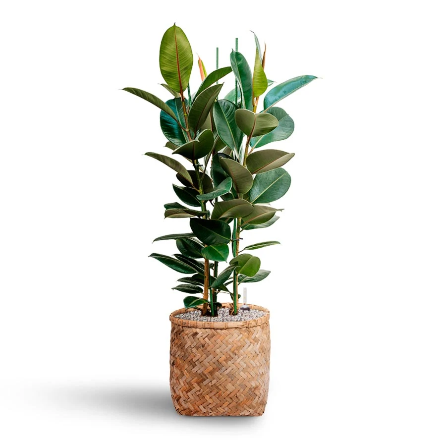 Ficus Elastica Robusta - Rubber Plant - HydroCare 13 Ficus Elastica Robusta - Rubber Plant - HydroCare - Image 11