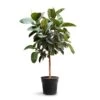 Ficus Elastica Robusta - Rubber Plant - Straight Stem -Hortology Plants Shop Ficus elastica Robusta Rubber Plant Straight Stem