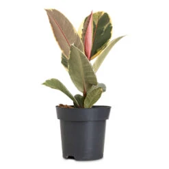 Ficus Elastica Tineke - Variegated Rubber Plant -Hortology Plants Shop Ficus elastica Tineke 14x50cm
