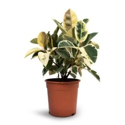 Ficus Elastica Tineke - Variegated Rubber Plant -Hortology Plants Shop Ficus elastica Tineke Rubber Plant 24x60cm