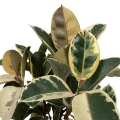 Ficus Elastica Tineke - Variegated Rubber Plant -Hortology Plants Shop Ficus elastica Tineke Rubber Plant 24x60cm Close Up
