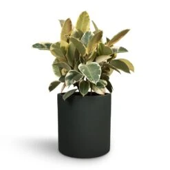 Ficus Elastica Tineke - Variegated Rubber Plant -Hortology Plants Shop Ficus elastica Tineke Rubber Plant 24x60cm Max Refined Planter Pine Green 29x29.5cm