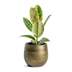 Ficus Elastica Tineke - Variegated Rubber Plant -Hortology Plants Shop Ficus elastica Tineke Rubber Plant Ryan Plant Pot Shiny Gold e8871088 42ca 4eac bd47 4e963336e929