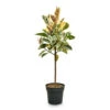 Ficus Elastica Tineke - Variegated Rubber Plant - Straight Stem -Hortology Plants Shop Ficus elastica Tineke Straight Stem 30x140cm