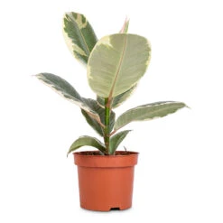 Ficus Elastica Tineke - Variegated Rubber Plant -Hortology Plants Shop Ficus elastica Tineke Variegated Rubber Plant 12x40cm