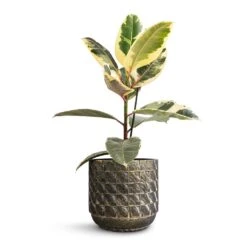 Ficus Elastica Tineke - Variegated Rubber Plant -Hortology Plants Shop Ficus elastica Tineke Variegated Rubber Plant 17x50cm Jim Plant Pot Earth 21x19cm