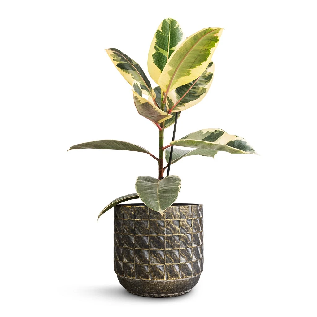 Jim Plant Pot - Earth 9 Jim Plant Pot - Earth - Image 7