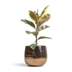 Ficus Elastica Tineke - Variegated Rubber Plant -Hortology Plants Shop Ficus elastica Tineke Variegated Rubber Plant 17x50cm Yvette Plant Pot Gold 24x21cm ac5e63ed 03eb 4525 8035 aeb264479895