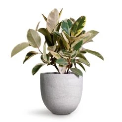 Ficus Elastica Tineke - Variegated Rubber Plant -Hortology Plants Shop Ficus elastica Tineke Variegated Rubber Plant 24x60cm Cas Plant Pot Cool Grey 29x26cm 2 f48db9a3 6214 482b a4c4 81030d9d21a1