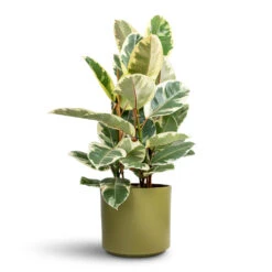 Prague Plant Pot - Olive 15 Prague Plant Pot - Olive -Hortology Plants Shop Ficus elastica Tineke Variegated Rubber Plant 24x90cm Prague Plant Pot Oliver 28x24cm 7ce7b4bf a2d9 4b57 b962 413d1d640f83 1