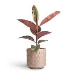 Stian Plant Pot - Soft Nougat 27 Stian Plant Pot - Soft Nougat -Hortology Plants Shop Ficus elasticea Belize Pink Rubber Plant 12x40cm Stian Plant Pot Soft Nougat 16x15cm 57a9580f 35b9 4703 8278 8109173549ad