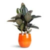 Ficus Elastica Abidjan - Burgundy Rubber Plant 2 Ficus Elastica Abidjan - Burgundy Rubber Plant -Hortology Plants Shop Ficus lastica Abidjan 24x80cm Charlotte Pot Orange 29x25cm