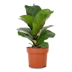 Ficus Lyrata Bambino - Dwarf Fiddle Leaf Fig -Hortology Plants Shop Ficus lyrata Bambino Dwarf Fiddle Leaf Fig 12x35cm 1 stem