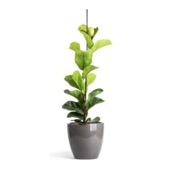Ficus Lyrata Bambino - Dwarf Fiddle Leaf Fig -Hortology Plants Shop Ficus lyrata Bambino Dwarf Fiddle Leaf Fig 19x80cm 1 stem Sven Plant Pot Smoke 24x22cm