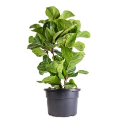 Ficus Lyrata Bambino - Dwarf Fiddle Leaf Fig -Hortology Plants Shop Ficus lyrata Bambino Dwarf Fiddle Leaf Fig 21x80cm 3 stems