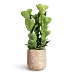 Maxim Plant Pot - Shiny Sand 16 Maxim Plant Pot - Shiny Sand -Hortology Plants Shop Ficus lyrata Bambino Dwarf Fiddle Leaf Fig 21x80cm 3 stems Maxim Plant Pot Shiny Sand 24x22cm 1