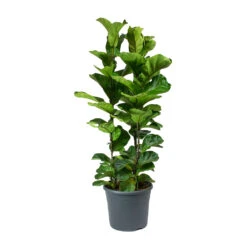 Ficus Lyrata Bambino - Dwarf Fiddle Leaf Fig -Hortology Plants Shop Ficus lyrata Bambino Dwarf Fiddle Leaf Fig