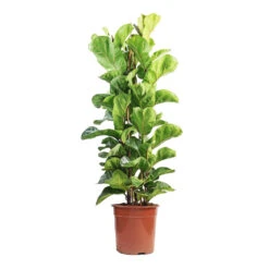 Ficus Lyrata Bambino - Dwarf Fiddle Leaf Fig -Hortology Plants Shop Ficus lyrata Bambino Dwarf Fiddle Leaf Fig 24x120cm 3 stems