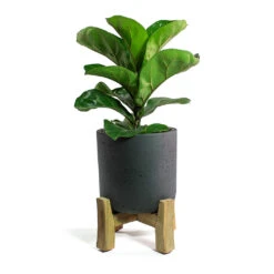 Charlie Plant Pot - Low Stand - Black Washed -Hortology Plants Shop Ficus lyrata Bambino Dwarf Fiddle Leaf Fig Charlie Plant Pot Low Stand Black Washed