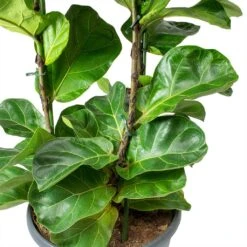 Ficus Lyrata Bambino - Dwarf Fiddle Leaf Fig -Hortology Plants Shop Ficus lyrata Bambino Dwarf Fiddle Leaf Fig Leaves