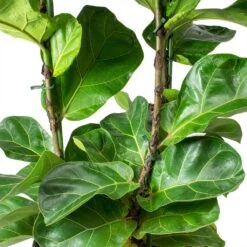 Ficus Lyrata Bambino - HydroCare -Hortology Plants Shop Ficus lyrata Bambino Dwarf Fiddle Leaf Fig Leaves Hydro