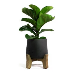 Patt Plant Pot - Low Stand - Black Washed 14 Patt Plant Pot - Low Stand - Black Washed -Hortology Plants Shop Ficus lyrata Bambino Dwarf Fiddle Leaf Fig Patt Plant Pot Low Stand Black Washed