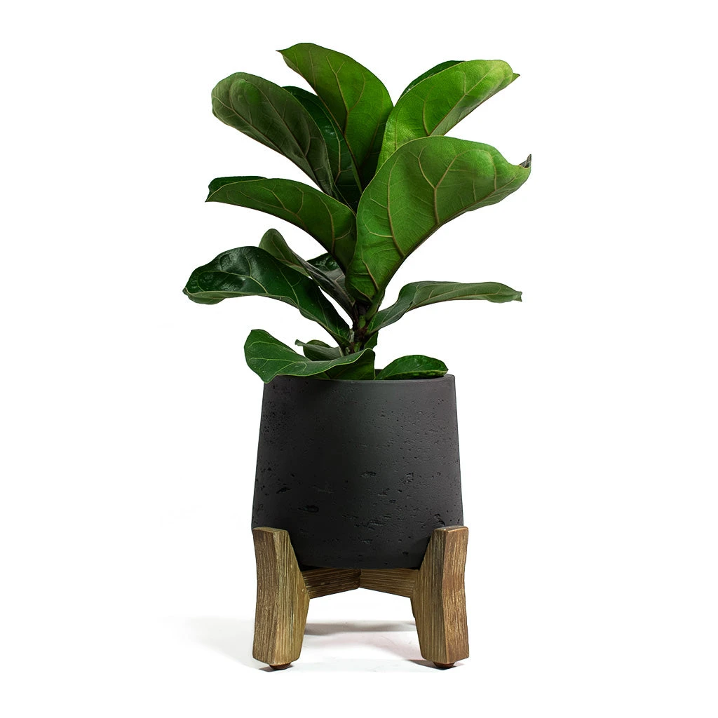 Patt Plant Pot - Low Stand - Black Washed 7 Patt Plant Pot - Low Stand - Black Washed - Image 5