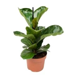 Ficus Lyrata Bambino - Dwarf Fiddle Leaf Fig -Hortology Plants Shop Ficus lyrata Bambino Dwarf Fiddle Leaf Fig Small