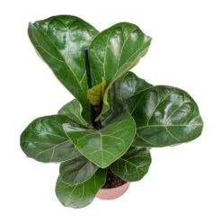 Ficus Lyrata Bambino - Dwarf Fiddle Leaf Fig -Hortology Plants Shop Ficus lyrata Bambino Dwarf Fiddle Leaf Fig Small Leaves