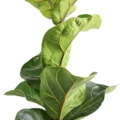 Ficus Lyrata Bambino - Dwarf Fiddle Leaf Fig -Hortology Plants Shop Ficus lyrata Bambino Dwarf Fiddle Leaf fig Swatch 2