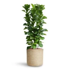Ficus Lyrata Bambino - HydroCare -Hortology Plants Shop Ficus lyrata Bambino HydroCare Dune Cylinder Planter Oat
