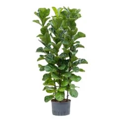Ficus Lyrata Bambino - HydroCare -Hortology Plants Shop Ficus lyrata Bambino Hydroculture 28 19x120cm 4Stems