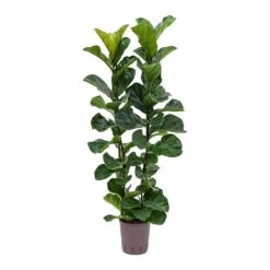 Ficus Lyrata Bambino - HydroCare -Hortology Plants Shop Ficus lyrata Bambino Indoor Plant Hydroculture 18 19 120cm Stems