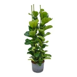 Ficus Lyrata Bambino - HydroCare -Hortology Plants Shop Ficus lyrata Bambino Indoor Plant Hydroculture 25 19 130cm 3 Stems