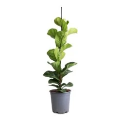 Ficus Lyrata Bambino - Dwarf Fiddle Leaf Fig -Hortology Plants Shop Ficus lyrata Bambino 1 stem